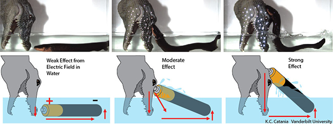 Угорь, отбивающийся от «хищника» – муляжа головы аллигатора, оснащённой светодиодными лампочками. Чем выше угорь касается до головы над водой, тем сильнее получается ток и тем ярче горят лампочки. (Фото Kenneth Catania / Vanderbilt University.)