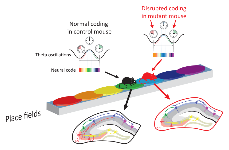 Схема опыта по временному контрою за пространственными картами: в гиппокампе мыши, у которой зона СА3 изолирована, активность нейронов, колирующая последовательность прохождения цветных полей, оказывается нарушена: ей кажется, что красный кружок был позже
