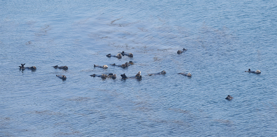 Группа каланов, постоянно обитающих в проливе между малым (южным) и большим (центральным) островами Демина. Автор фото: Дмитрий Соков.
