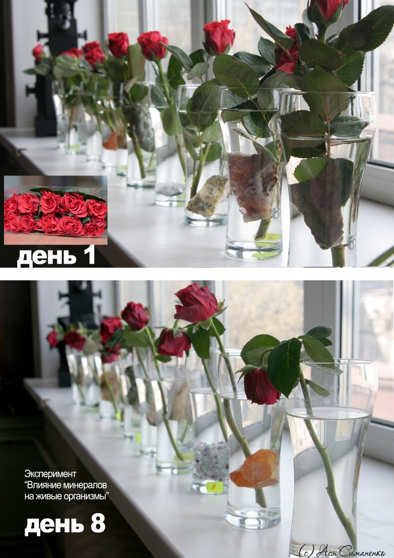 10 одинаковых  роз  поставили  в одинаковые вазы с чистой водой. В 9 из них поместили образцы минералов.