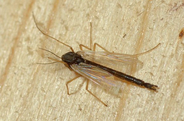 Один из комаров-звонцов рода Polypedilum. (Фото: Christophe Quintin / Flickr.com)&nbsp;