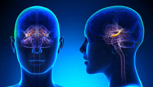 Расположение гиппокампа в мозге человека. (Фото: Dr. Curtis Cripe / Flickr.com)&nbsp;