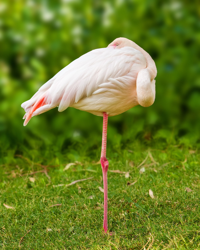 Ученые пояснили, почему фламинго стоят на одной ноге