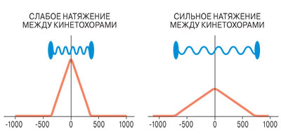 Распределение центров связывания Aurora B киназы в модели в зависимости от натяжения между кинетохорами. Распределение центров связывания Aurora B киназы в модели в зависимости от натяжения между кинетохорами.
