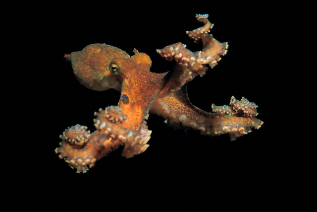 Осьминог Octopus bimaculoides стал первым головоногим, чей геном прочли полностью. (Фото Norbert Wu / Science Faction / Corbis.)