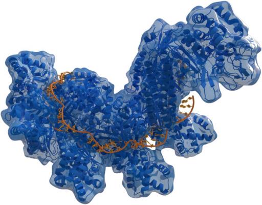 Структура бактериального белка Cas из противовирусной системы CRISPR-Cas; оранжевым обозначена ДНК, с которой связался редактирующий фермент. (Фото: Wikipedia)&nbsp;
