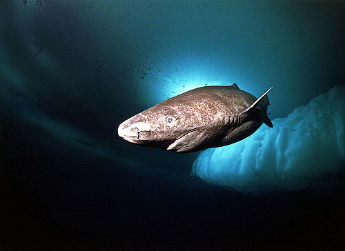 Акула-долгожитель Гренландские акулы живут дольше всех 3fa126d4a75b48f3cb0e3f669ff870ce