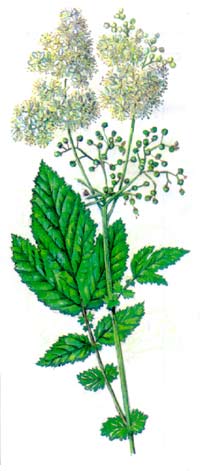Лабазник рисунок Лабазник рисунок