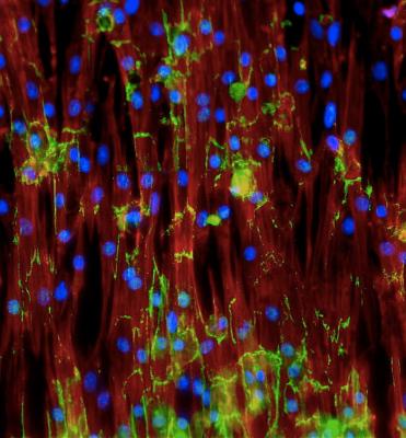 Клетки сердца новорожденной мыши. Синим окрашены клеточные ядра красным – один из белков, необходимых для сократительной активности. (Фото: California Institute for Regenerative Medicine / Flickr.com)&nbsp;