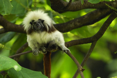 Эдипов тамарин – самый нетерпеливый среди обезьян. (Фото Thomas Marent / Corbis).