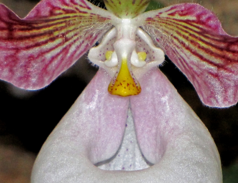 Личико орхидеи.  Растения удивительно похожи на нас :))