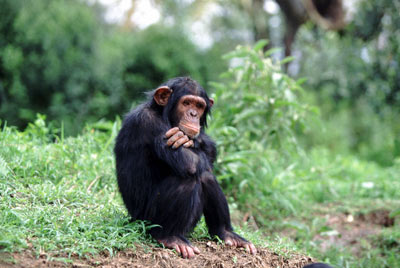 Шимпанзе могут потратить пару минут, чтобы дождаться отложенной выгоды. (Фото Tom Brakefield / Corbis).)