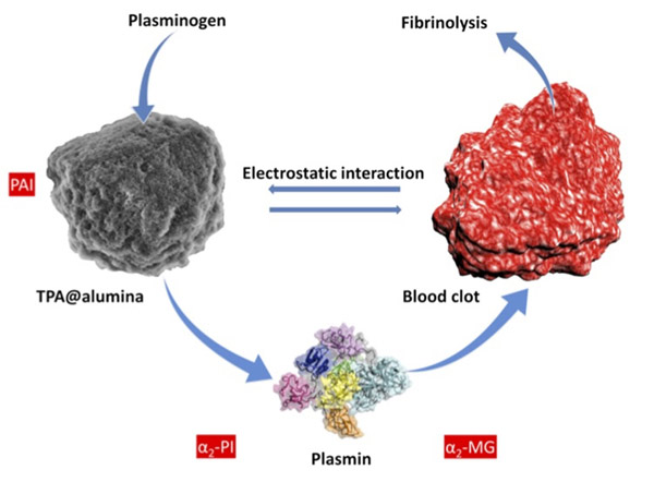 Схема действия разработанного препарата: профермент плазминоген проникает в поры матрицы из оксида алюминия, в которых находится тканевый активатор плазминогена. После их реакции в кровь выделяется фермент плазмин, который растворяет образовавшийся ранее 