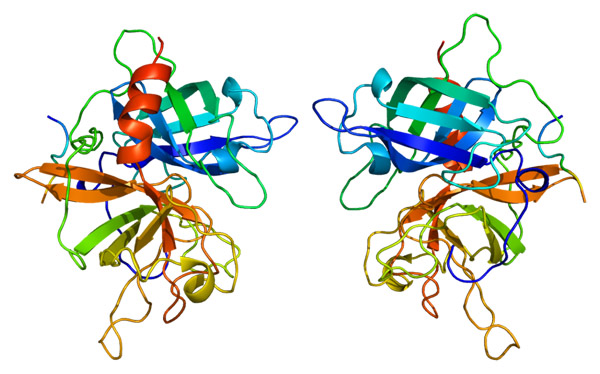 Кристаллическая структура тканевого активатора плазминогена.   Это белок, переводящий плазминоген в активную форму – плазмин, способную разрушать образовавшиеся на стенках сосудов тромбы. Фото: wikipedia.org