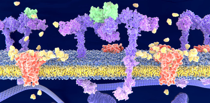 Рецепторы в клеточной мембране взаимодействуют с сигналами из внешней среды, сообщая информацию о них молекулам внутри клетки. (Фото: Enzymlogic / Flickr.com)