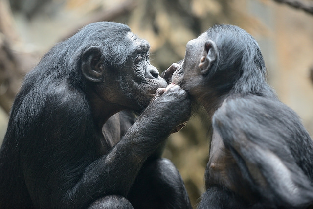 Бонобо. (Фото Markus Machner / www.flickr.com/photos/markusm1000/13905386465.)