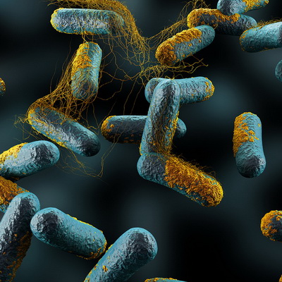 Бактерии рода Clostridia, обычные обитатели пищеварительной системы. (Фото Argonne National Laboratory / Flickr.com.)