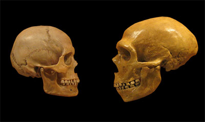 Череп человека современного вида (Homo sapiens; слева) и неандертальца (Homo neanderthalensis; справа). (Фото: hairymuseummatt / Wikimedia)&nbsp;