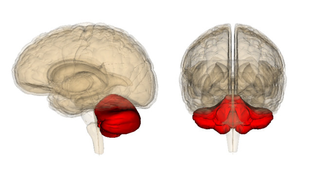 Мозжечок в человеческом мозге. (Фото: Curtis Cripe / Flickr.com)&nbsp;