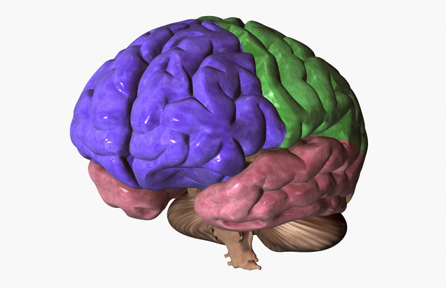 Модель человеческого мозга, лобные, теменные и височные доли выделены синим, зелёным и розовым цветом. (Фото MedicalRF.com / Corbis.)