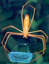 Пауки семейства Dinopidae spinosa плетут сетку из паутины между своих ног и затем набрасывают ее на жертву.