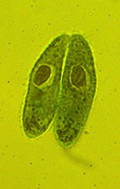 Коньюгирующие инфузории (окраска ацетокармином).