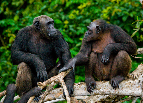 Шимпанзе, живущие группами и защищающие свою территорию от чужаков, относятся к одним из самых агрессивных видов зверей. (Фото GUDKOVANDREY / ru.depositphotos.com.) 