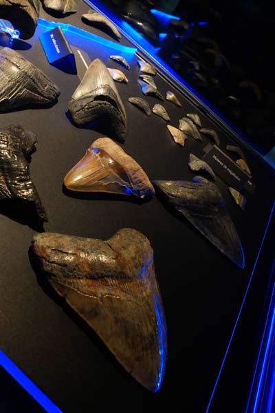 Зубы вымерших акул — вот, как правило, и все, что остается от вымерших хрящевых рыб. Некоторым из них много миллионов лет. 