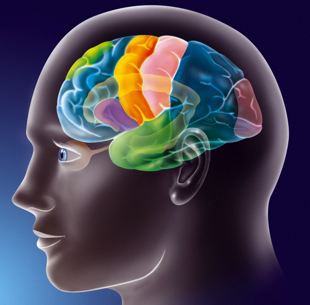 Функциональные зоны коры человеческого мозга: первичная слуховая кора в височной доле окрашена тёмно-зелёным, первичная зрительная в затылочной доле – розовым, первичная моторная – оранжевым, соматосенсорная – светло-розовым (Фото JACOPIN / BSIP / Corbis.