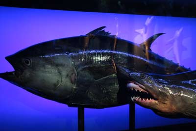 Два экспоната представлены в виде замороженных туш — тунец и охотящаяся на него акула. Рыбы экспонируются в специальной морозильной камере. (фото http://planetshark.org). 