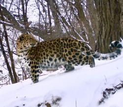 Популяция одной из самых редких в мире кошек – дальневосточного леопарда – увеличивается!