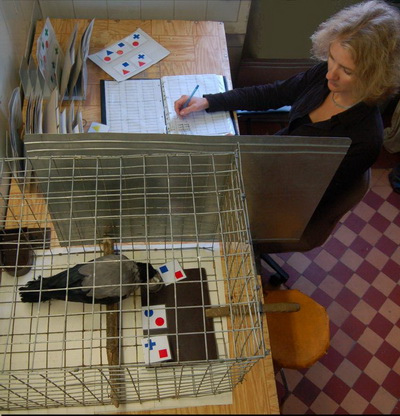 Анна Смирнова и ворона с карточками. (Фото — МГУ)
