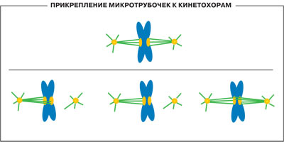Вверху — правильное закрепление: когда микротрубочки потянут, левая хромосома «поедет» налево, а правая — направо; внизу — разновидности неправильного закрепления. Вверху — правильное закрепление: когда микротрубочки потянут, левая хромосома «поедет» налево, а правая — направо; внизу — разновидности неправильного закрепления.