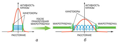 Aurora В киназа — регуляторный белок, открепляющий все микротрубочки, до которых дотягивается. Если бы она могла дотянуться до каждой микротрубочки, то клетка бы не поделилась никогда. Aurora В киназа — регуляторный белок, открепляющий все микротрубочки, до которых дотягивается. Если бы она могла дотянуться до каждой микротрубочки, то клетка бы не поделилась никогда.