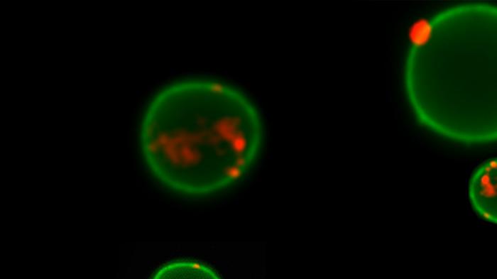 Внеклеточные пузырьки-везикулы. (Фото: Science)&nbsp;