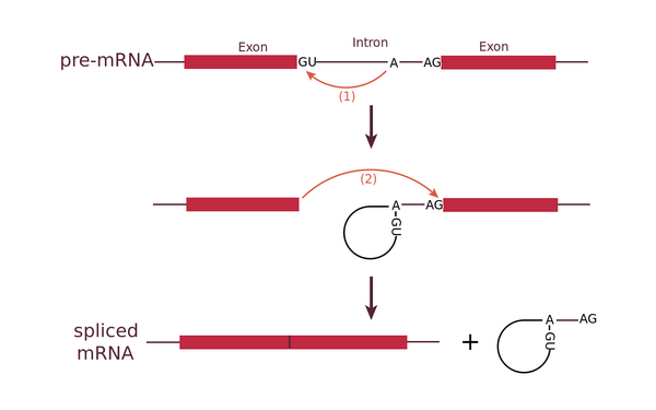 Схема вырезания интрона из пре-мРНК. (Иллюстрация By BCSteve - Own work, CC BY-SA 3.0, https://commons.wikimedia.org/w/index.php?curid=30096313.)