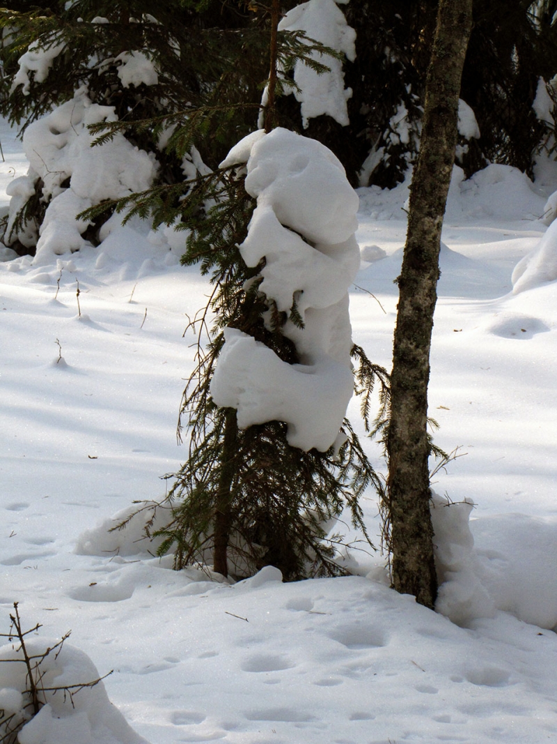 Обильный снегопад сотворил коалу, взбирающегося на елку.