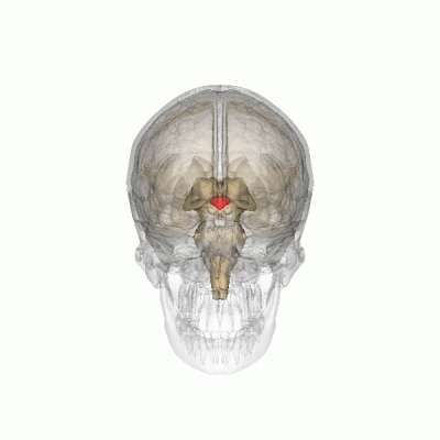 Гипоталамус в мозге человека. (Фото djr339 / Flickr.com)&nbsp;