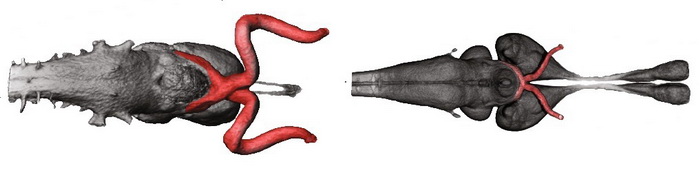 мозг хамелеон геккон.jpg мозг хамелеон геккон.jpg