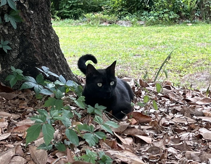 котик вирус.jpg котик вирус.jpg