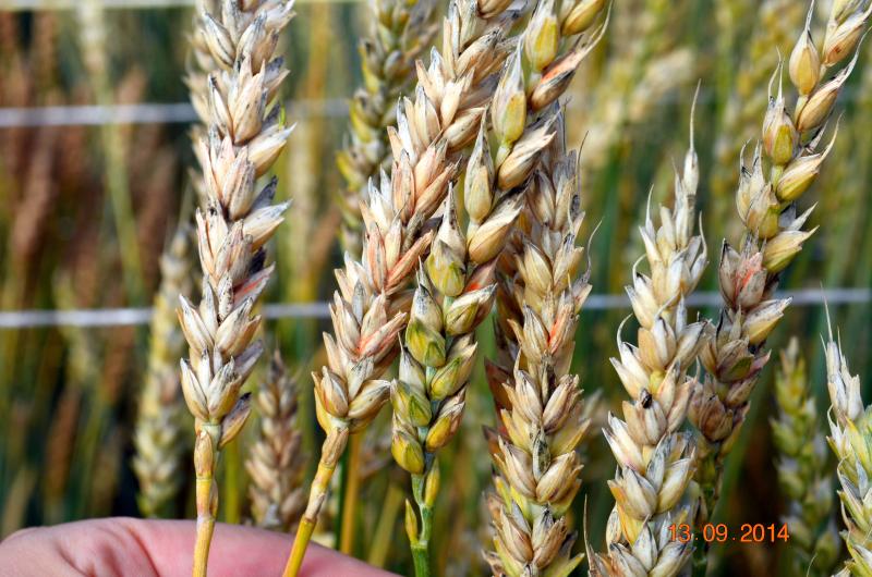 Массовое поражение пшеницы фузариозом колоса (сорт Казахстанская 10) после искусственного заражения растений.JPG