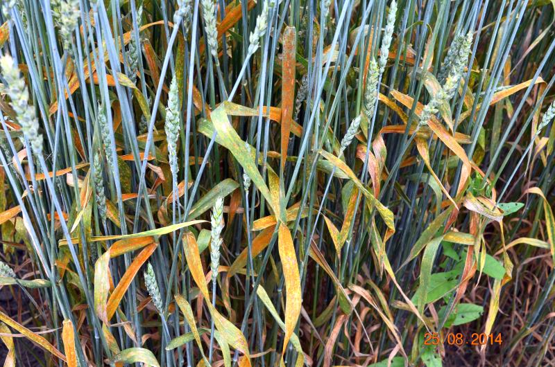 Поражение пшеницы бурой ржавчиной (сорт Тюменская 27).JPG