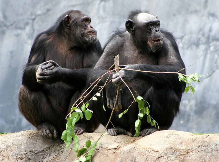 шимпанзе.jpg