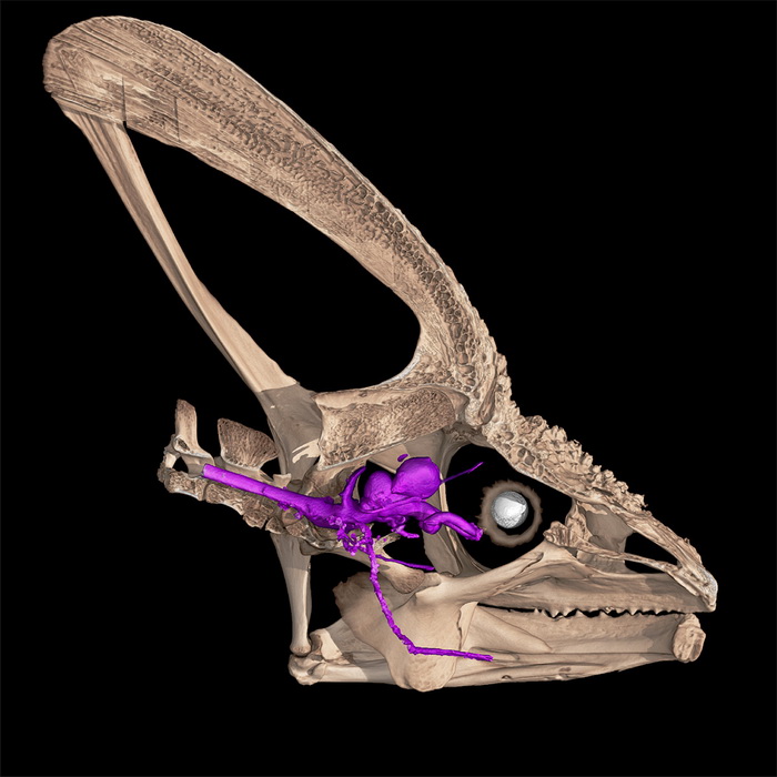 хамелеон нерв.jpg хамелеон нерв.jpg