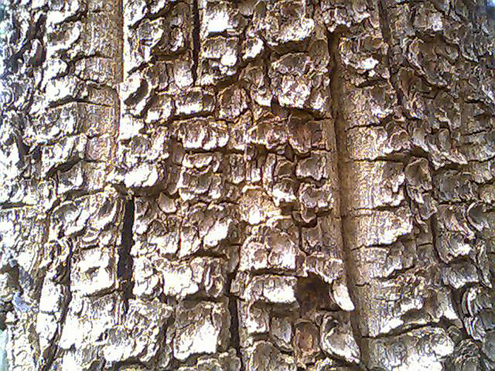 Bark_of_Pterocarpus_santali.jpg