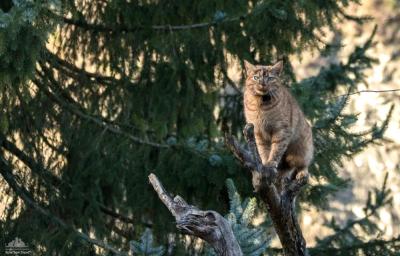 Кот учёный о деревьях