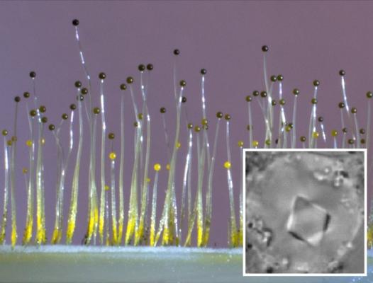 Плодовые тела гриба Phycomyces blakesleeanus и фото вакуоли с кристаллом белка внутри. (Фото: Tu Anh Nguyen / The National University of Singapore)