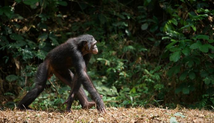 Ходьба по земле требует от шимпанзе больших усилий. (Фото: SURZet / Depositphotos)