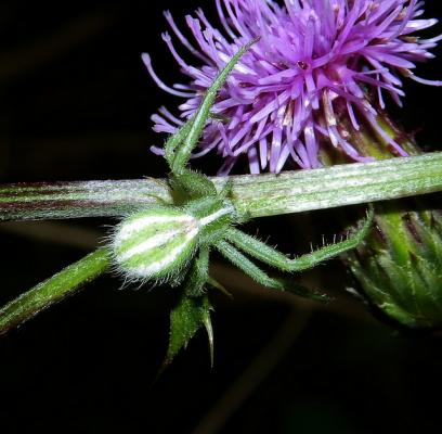 Паук-бокоход Heriaeus melloteei. (Фото: Heriaeus melloteei / Flickr.com)&nbsp;
