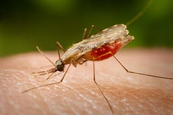 Малярийный комар. (Фото: Once upon a time / Flickr.com)&nbsp;